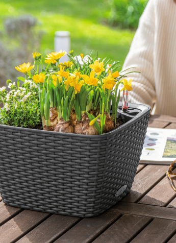 Angebot März 2025 A BC CTG gra Narcissen 2