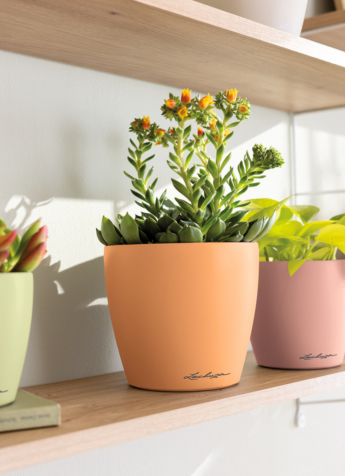 Angebot März 2025 LECHUZA CLASSICO Color 10 12 14 DECO linde papaya magnolie Sedum Philodendron