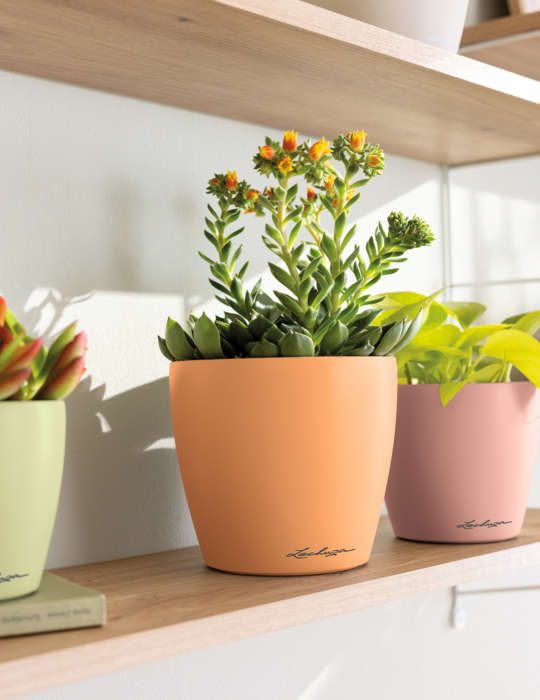 Angebot März 2025 LECHUZA CLASSICO Color 10 12 14 DECO linde papaya magnolie Sedum Philodendron
